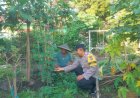 Dukung Ketahanan Pangan Keluarga, Bhabinkamtibmas Ajak Warga Tanam Cabai