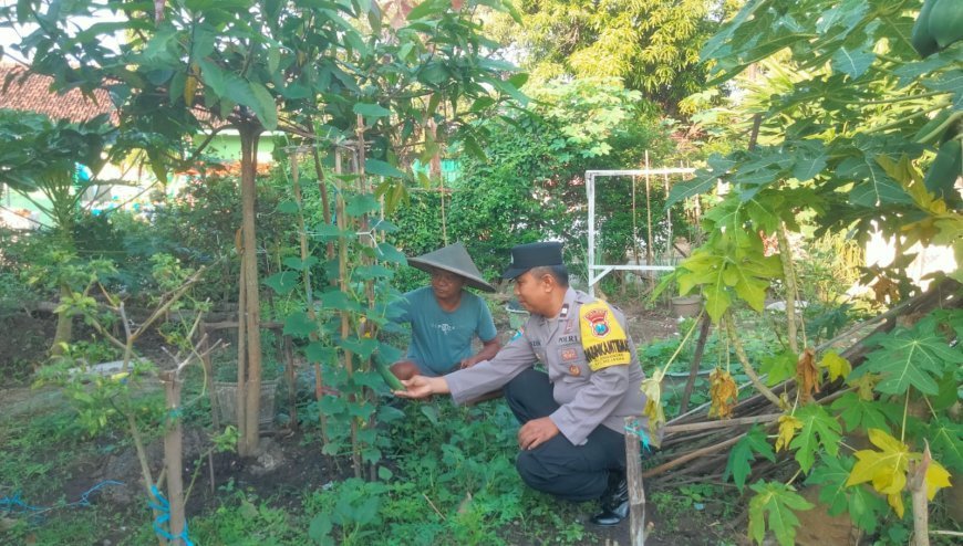 Dukung Ketahanan Pangan Keluarga, Bhabinkamtibmas Ajak Warga Tanam Cabai